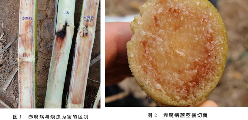 红心甘蔗更有营养别被商家骗了这是发霉的缘故当心食物中毒