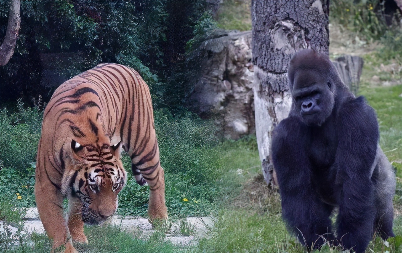 强壮的银背大猩猩与老虎狭路相逢结局会怎样
