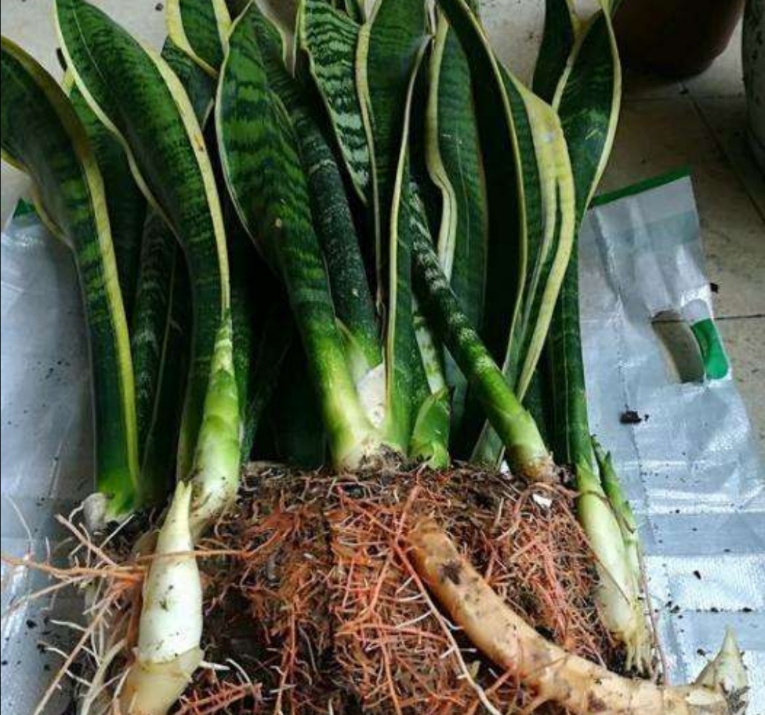 养虎皮兰给它换盆分株植株会长势更加旺盛