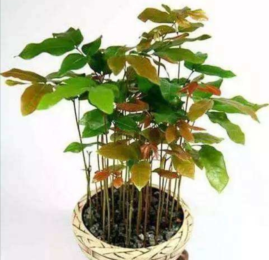 水果种子再利用,把它埋到花盆里,长成美丽的小盆栽!