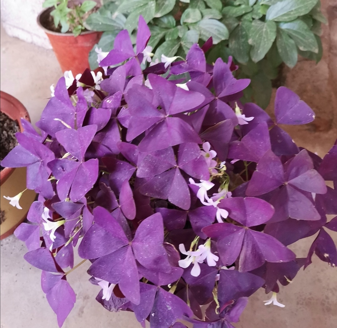 紫色的酢浆草叶形似蝴蝶随风起舞真美丽