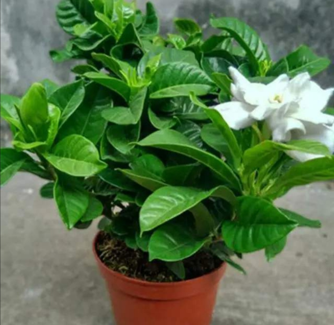 养栀子花茉莉花定期浇点酸性水植株长得旺开花多