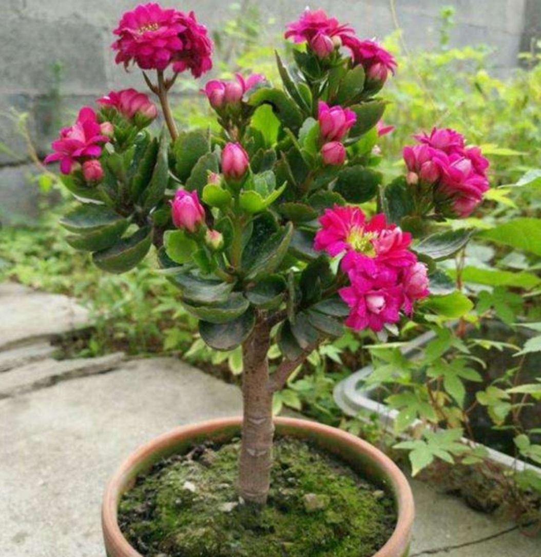 养长寿花只需简单4步培养成更漂亮的老桩盆景