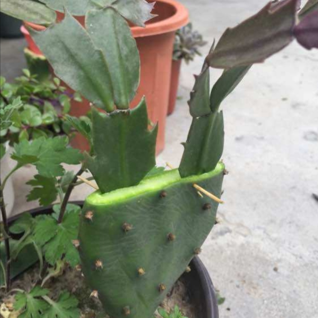 嫁接蟹爪兰伤口愈合快成活后开花更壮观