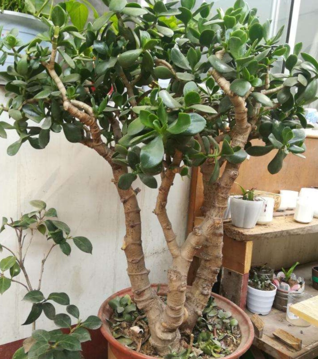 养玉树要舍得剪枝补足养分才能长成漂亮的老桩盆景