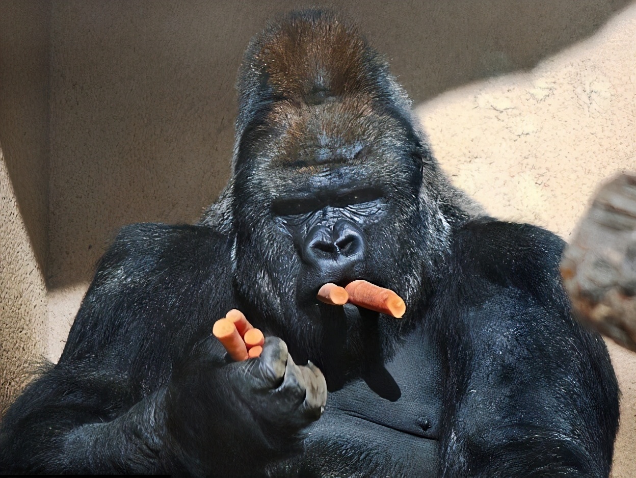 强壮的银背大猩猩与老虎狭路相逢结局会怎样