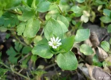 农村的一种天鹅草药用价值双高祛风湿通经络