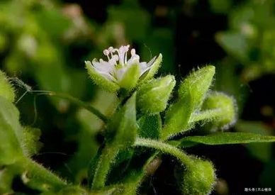 农村的一种天鹅草药用价值双高祛风湿通经络