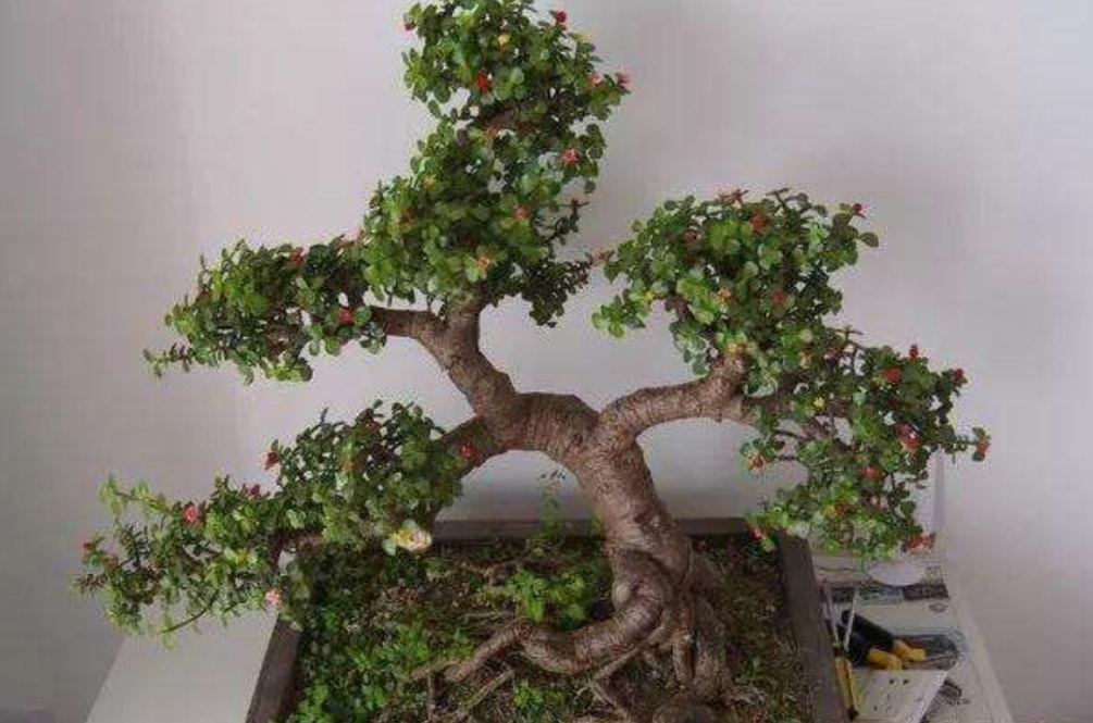 养金枝玉叶,要舍得修剪,才能长得粗壮,成老桩盆景!