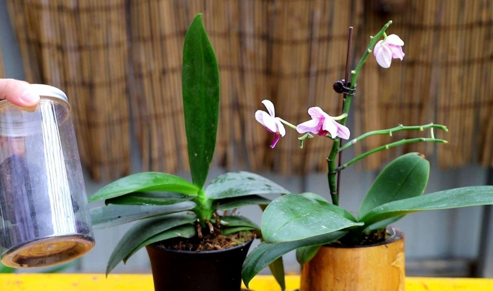 养蝴蝶兰,养护很关键,做好4点,才能抽箭开花!