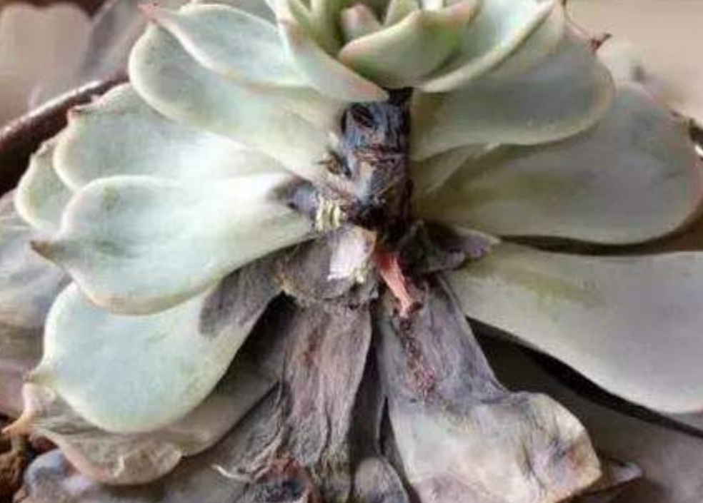 夏天养多肉记住3件事不能做不然根茎腐烂叶子脱落