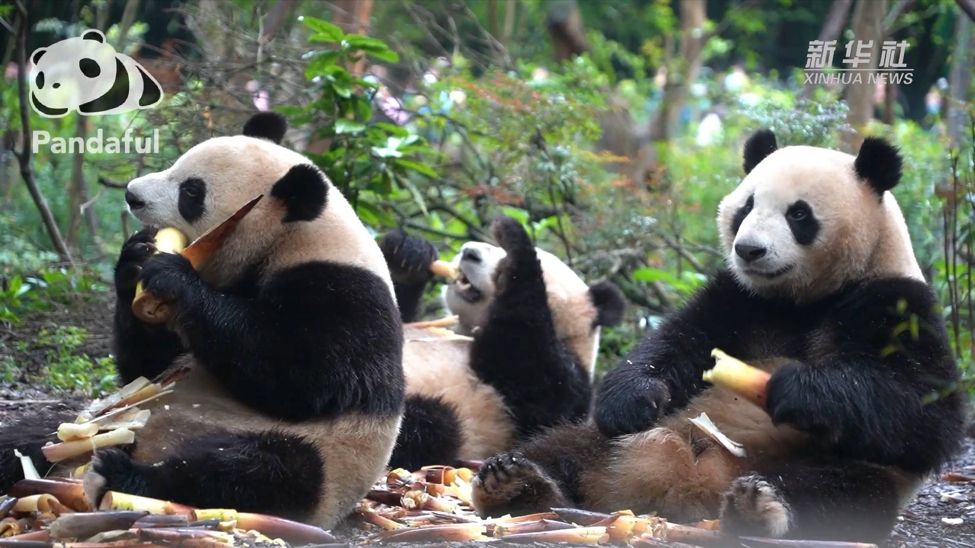 三只大熊猫排排坐吃竹笋