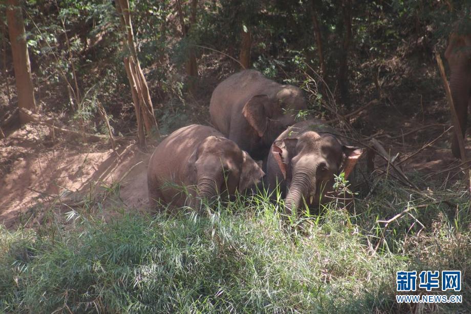 云南元江多头野象下江冲凉