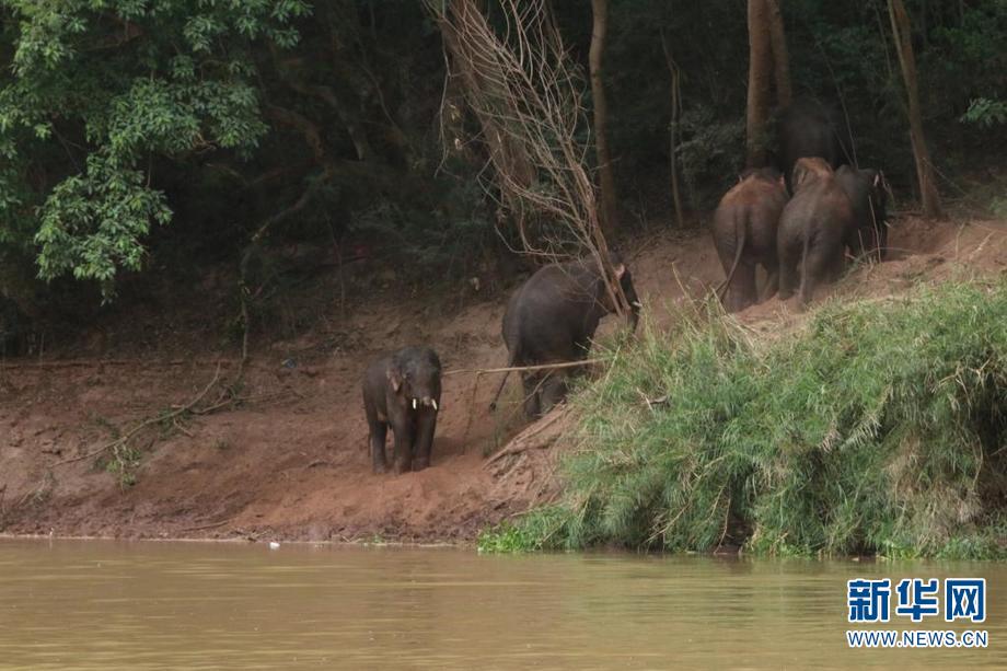 云南元江多头野象下江冲凉
