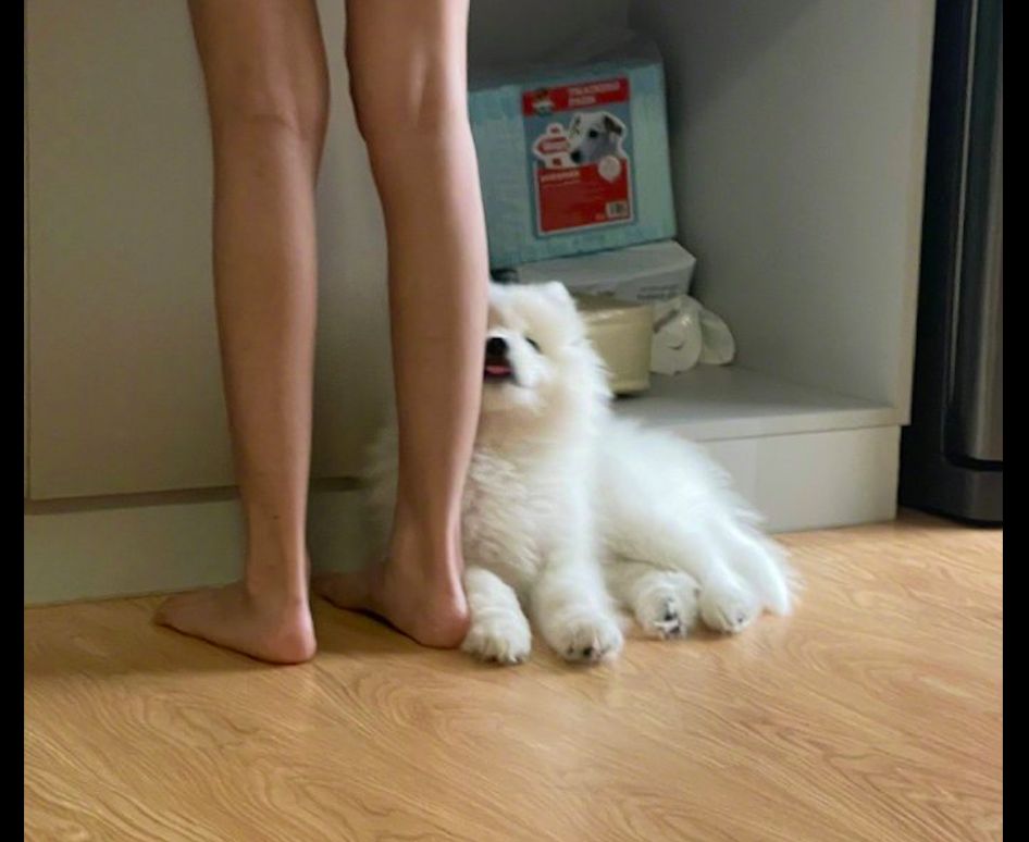 主人在做早餐,萨摩耶就趴在她的脚边撒娇,黏人的小妖精呀!