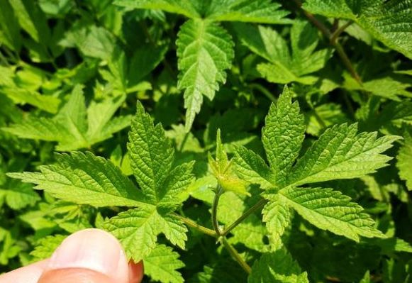 在介绍这个中草药之前,给大家提个醒,在仙剑奇侠传中龙阳的妹妹大家都