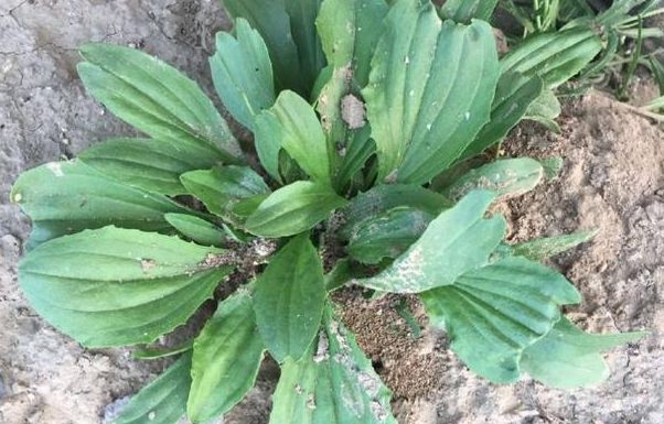 农村5种稀罕的中草药,90后都没见过