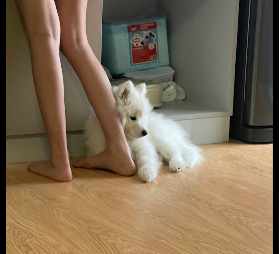 主人在做早餐萨摩耶就趴在她的脚边撒娇黏人的小妖精呀