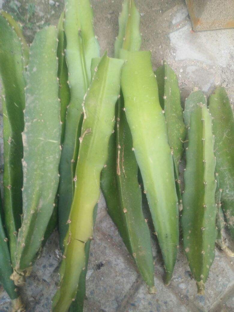 阳台种棵火龙果,果子爬满了枝头,可馋坏了邻居!|火龙果|枝条|阳台_新