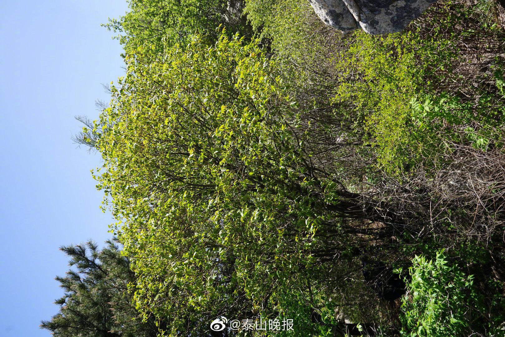 泰山新发现一株特大泰山柳|南天门|泰山|新发现_新浪新闻