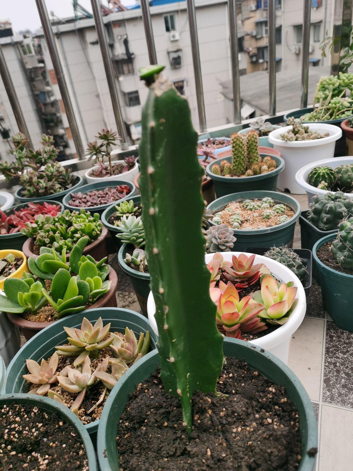 阳台种棵火龙果果子爬满了枝头可馋坏了邻居