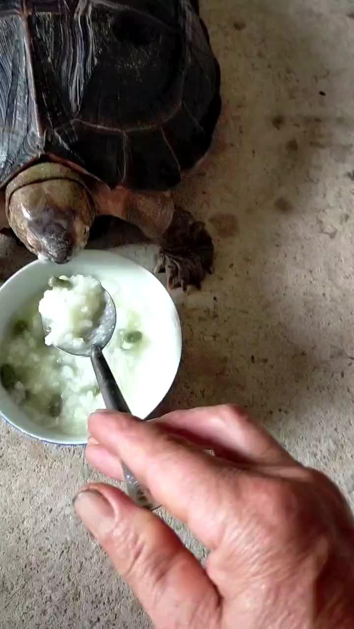 给乌龟喂食的正确方式