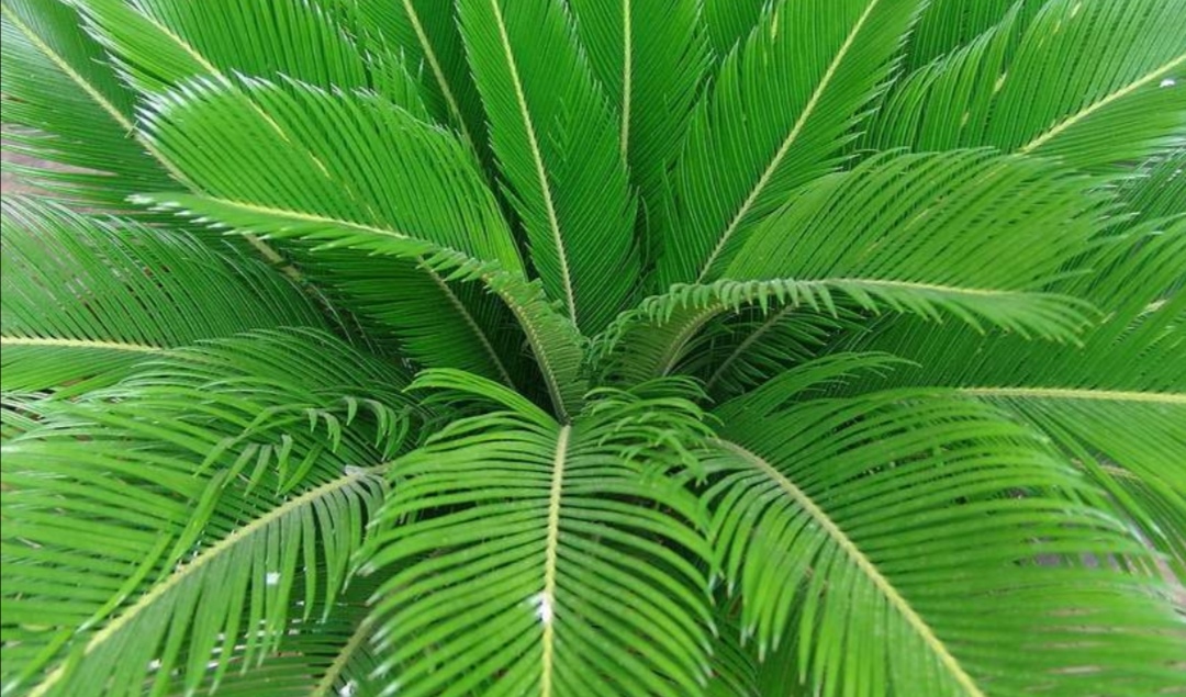 养苏铁盆栽做好5个方面的养护才能大量长叶