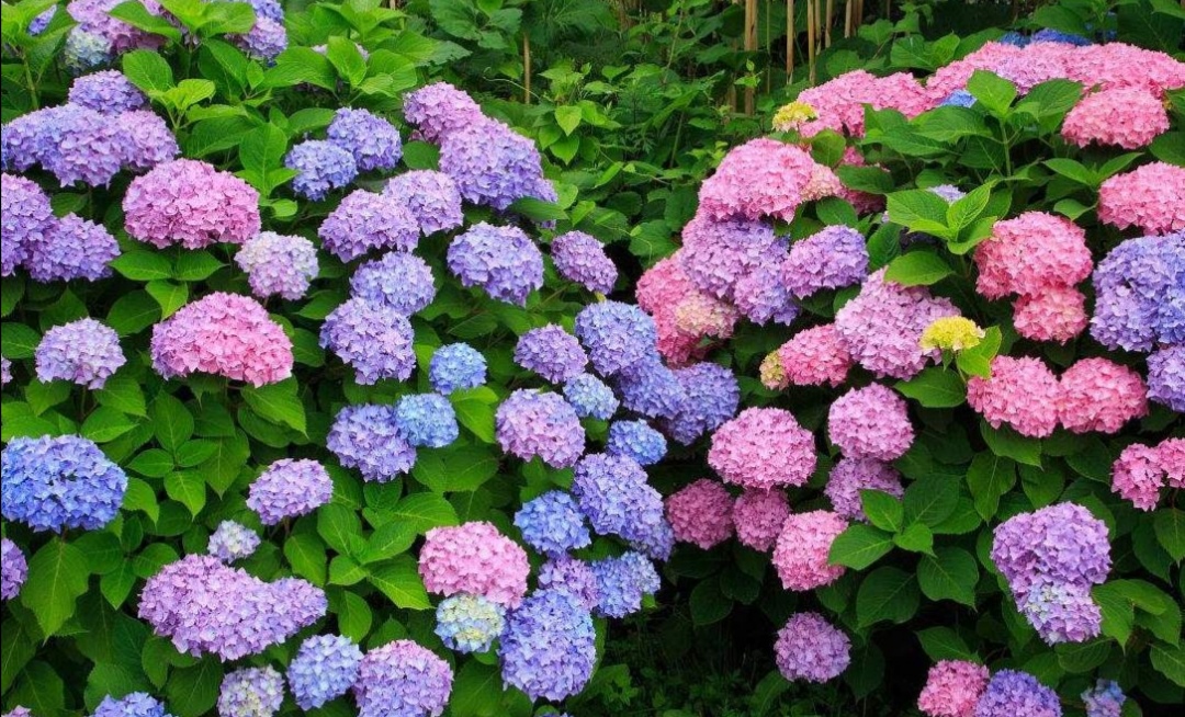 家中养绣球只要满足5个条件开花又多又大花团锦簇