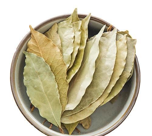 香叶|月桂树|樟科_ ._小百科