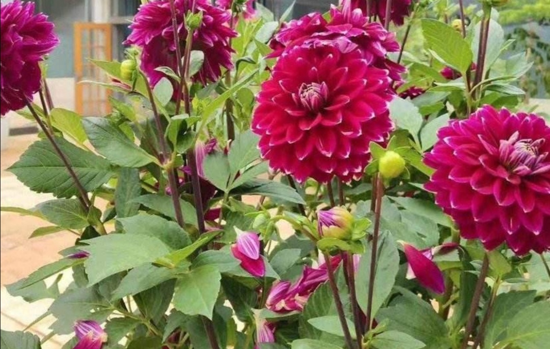 大丽花|植株|光照_新浪新闻