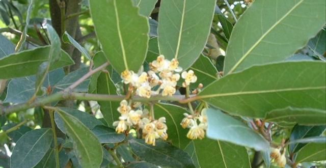 香叶|月桂树|樟科_ ._小百科