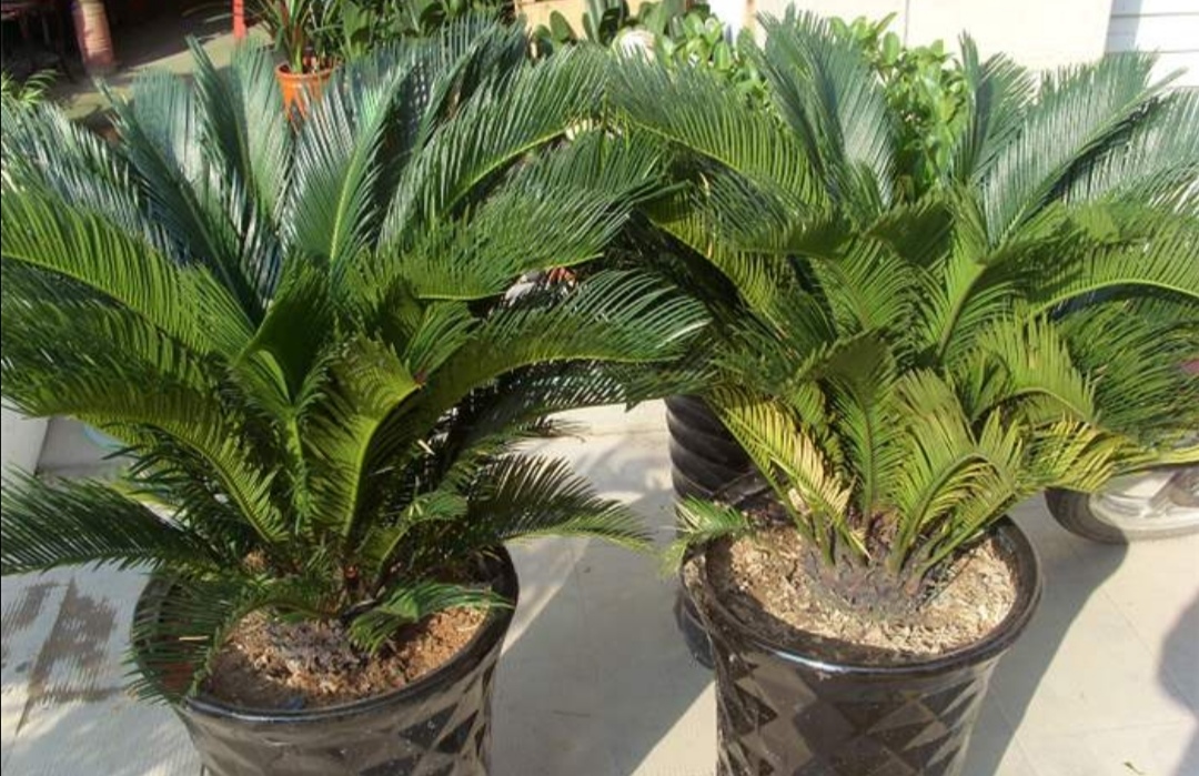 养苏铁盆栽做好5个方面的养护才能大量长叶