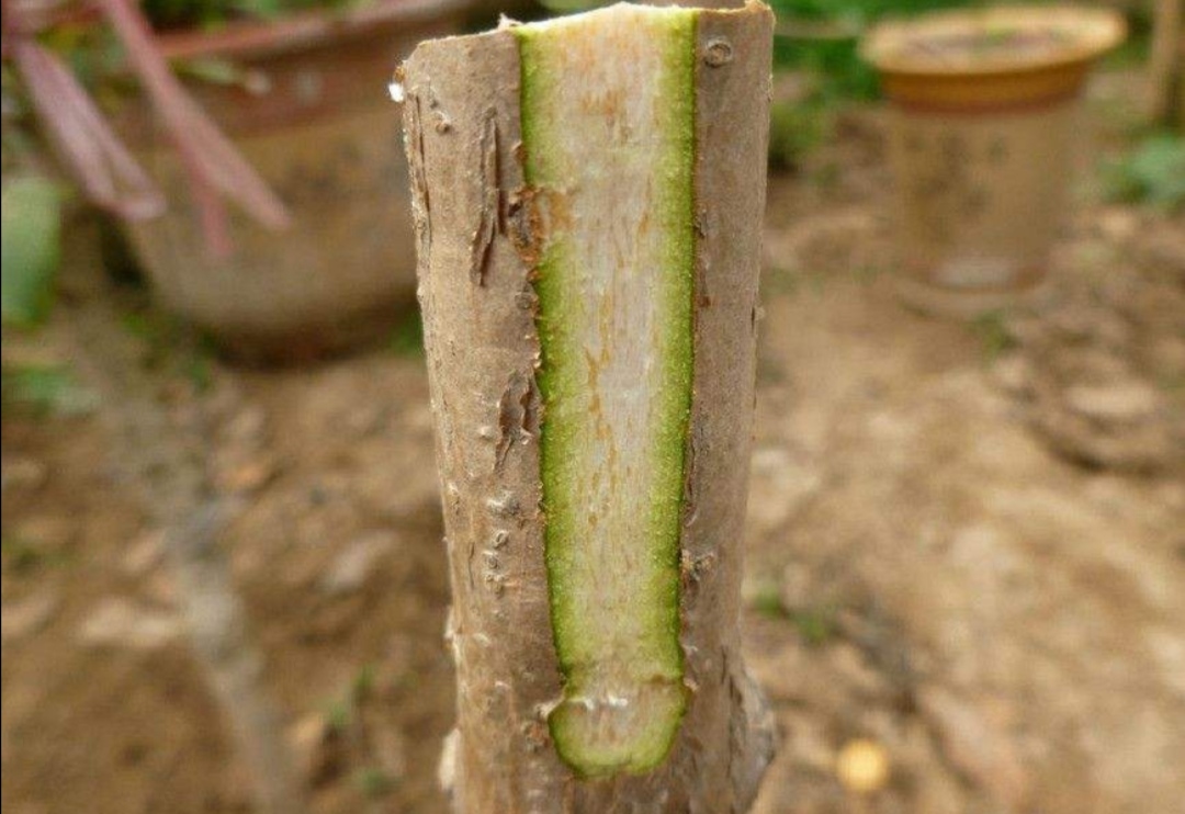 桂花难扦插掌握靠接繁殖方法成活率高开花更早