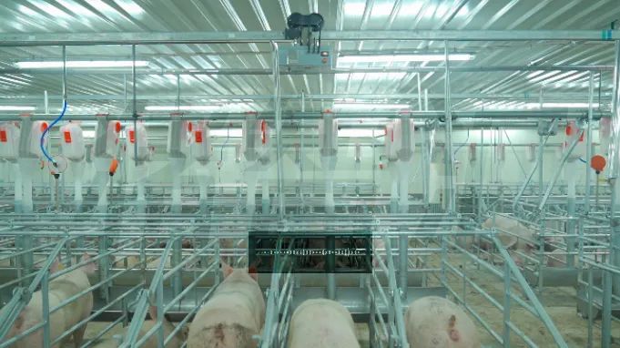 智慧猪场:养猪场中的机器人是如何盘点的?__财经头条