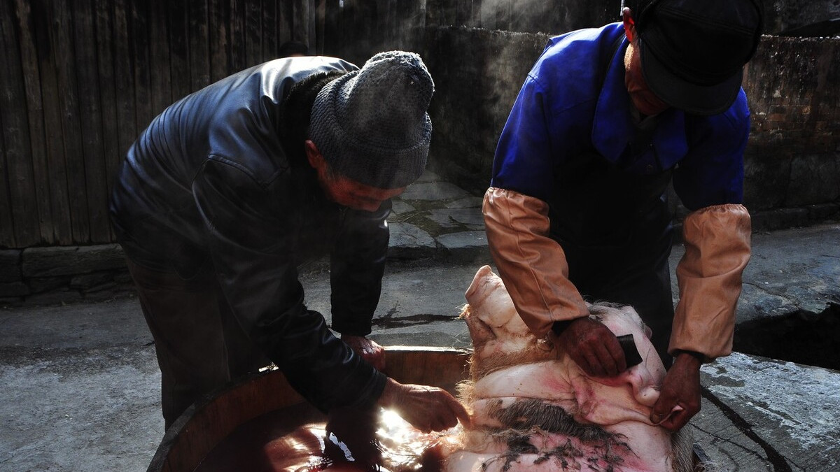 为啥壮实的农村屠夫更短命?