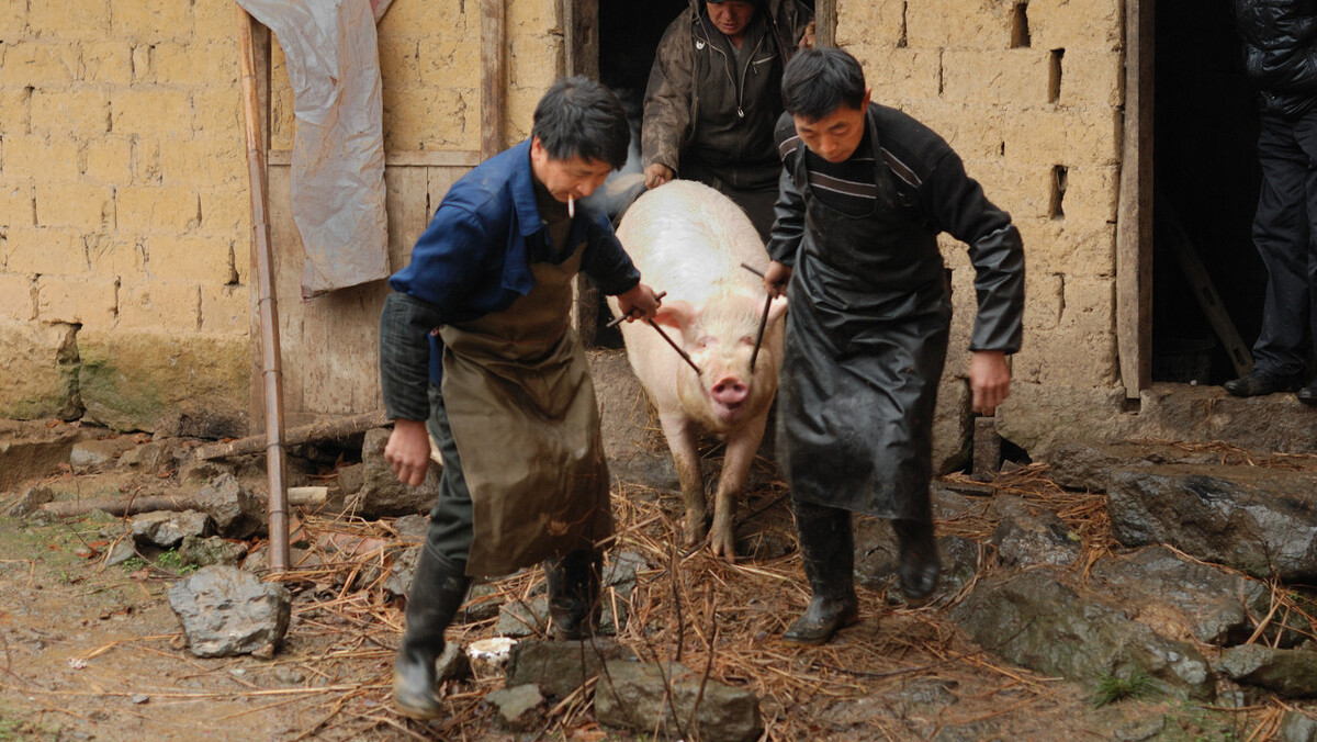 为啥壮实的农村屠夫更短命?