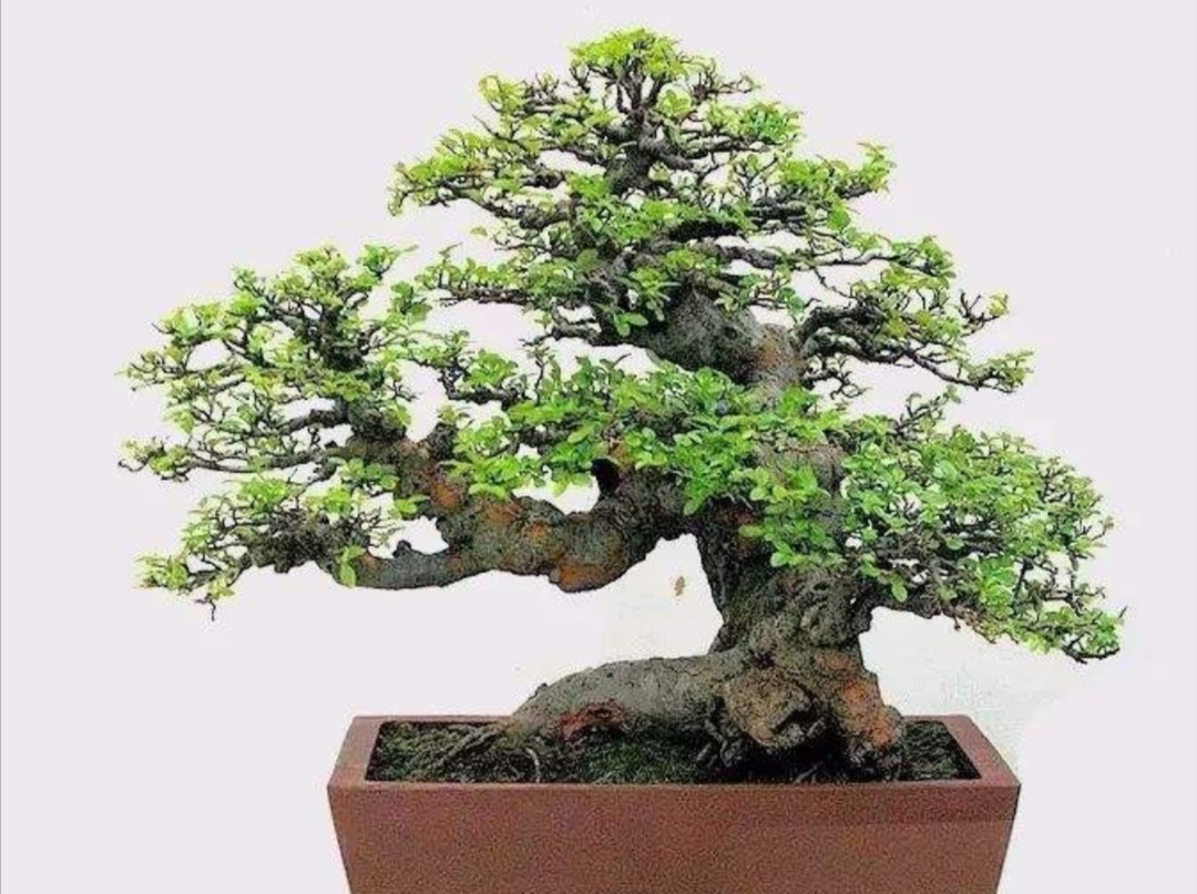 野外榆树疙瘩养成漂亮的盆景