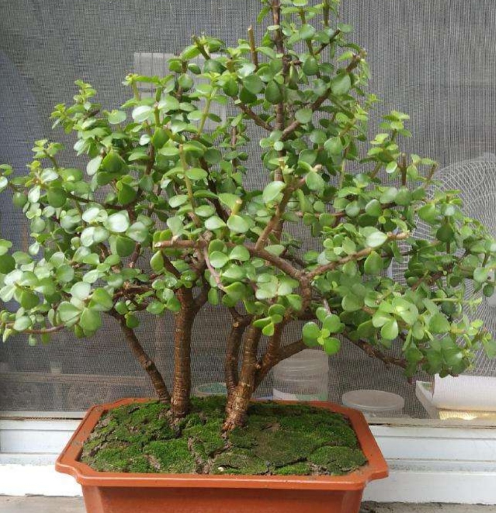 金枝玉叶怎么养才能更旺盛(金枝玉叶怎么养才能更旺盛开花)