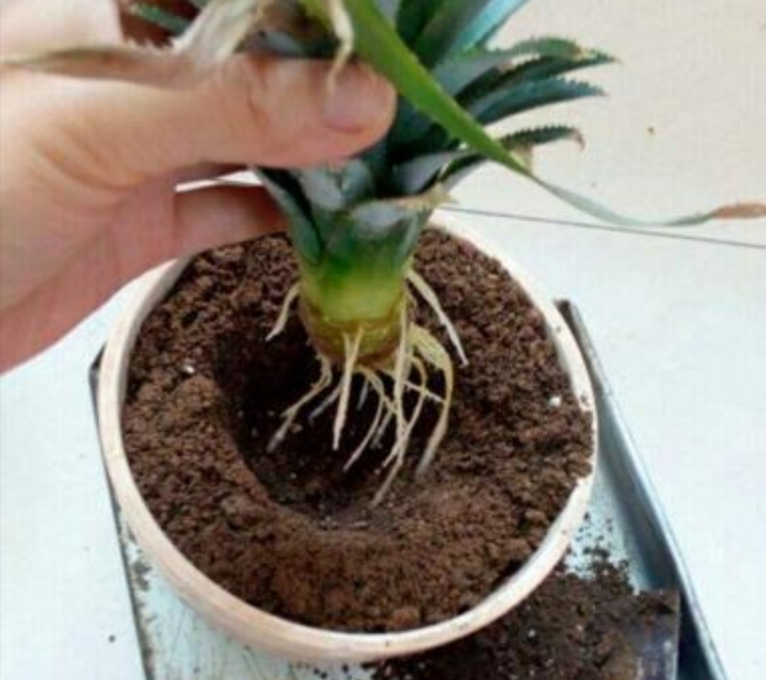 菠萝头不要扔教你种出菠萝树养在花盆里漂亮又美观