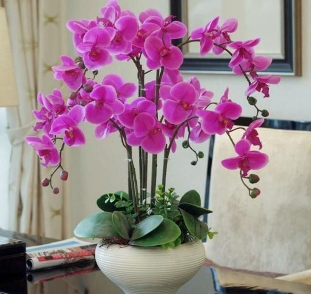 家养此款花卉,花期长花量大,人见人爱!