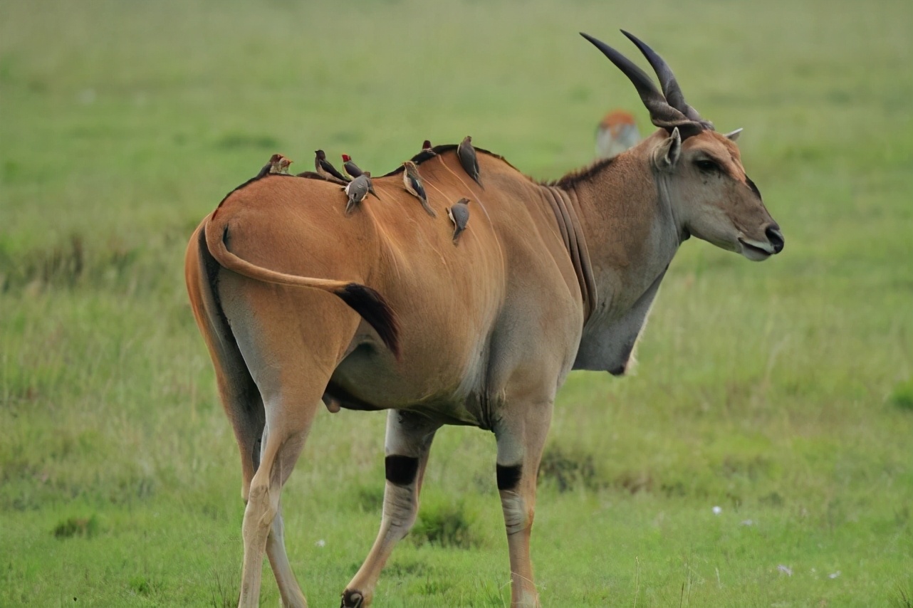 牛椋鸟,堪称动物界的保健大师,好事坏事都让你做尽了