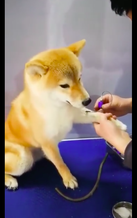 医生给柴犬打针它乖乖地伸出爪子全程也一动不动太淡定了吧