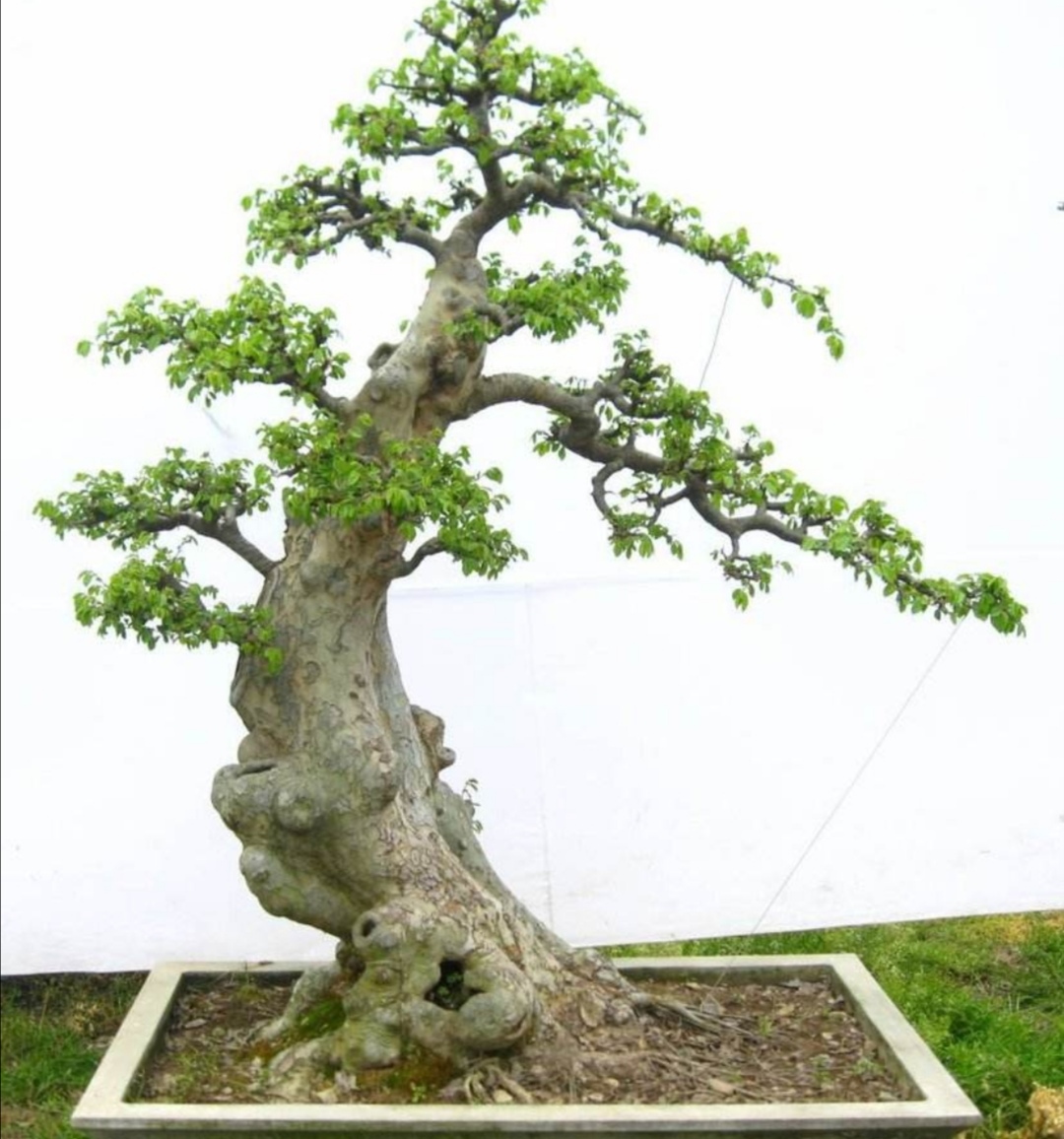 野外榆树疙瘩养成漂亮的盆景