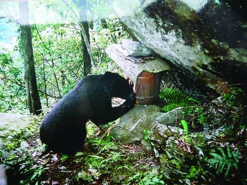 黑熊摸黑偷蜂蜜,吃干一箱没抬头|黑熊|狗熊|蜂箱_新浪新闻