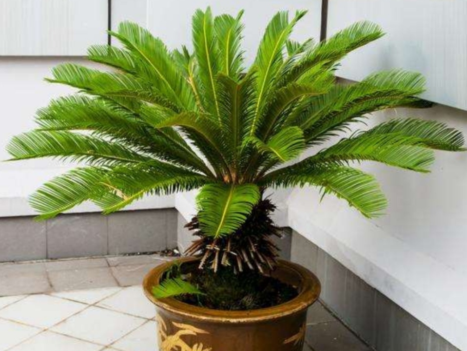 苏铁枝叶秀美,四季常绿,具有很高的观赏价值,想要让它长势旺盛,每年都