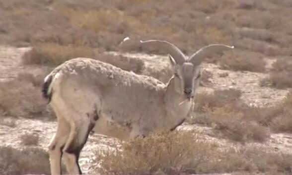 蛰伏17年 300亿只蝉将席卷美国休闲区蓝鸢梦想 - Www.slyday.coM