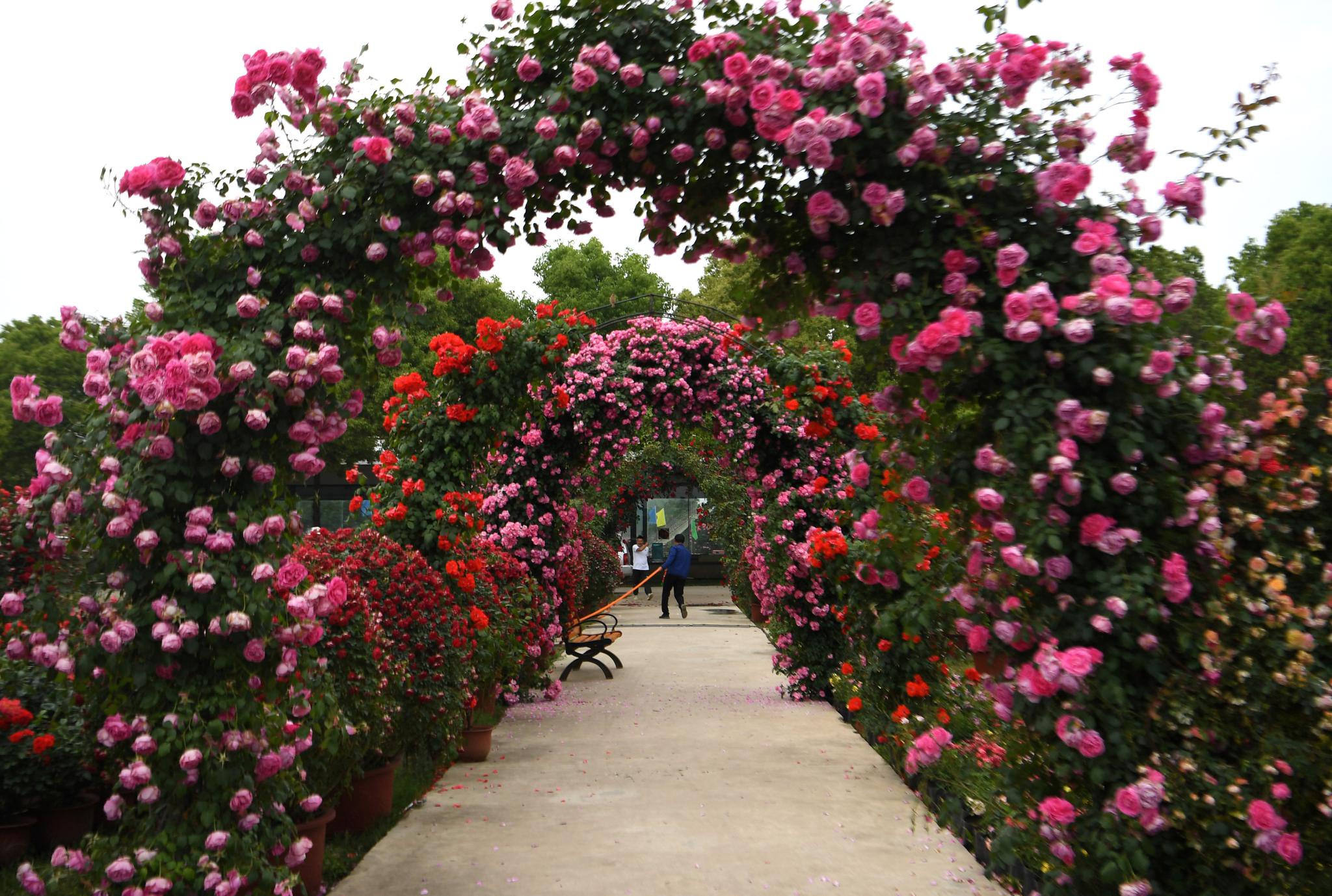 月季花开 飘香南阳|南阳|月季|月季花_新浪新闻