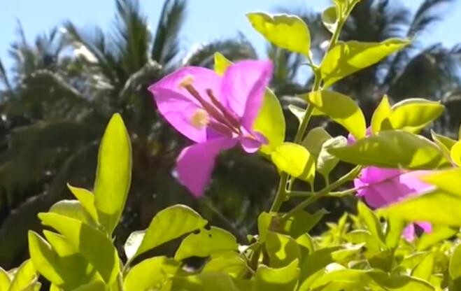 蛰伏17年 300亿只蝉将席卷美国休闲区蓝鸢梦想 - Www.slyday.coM