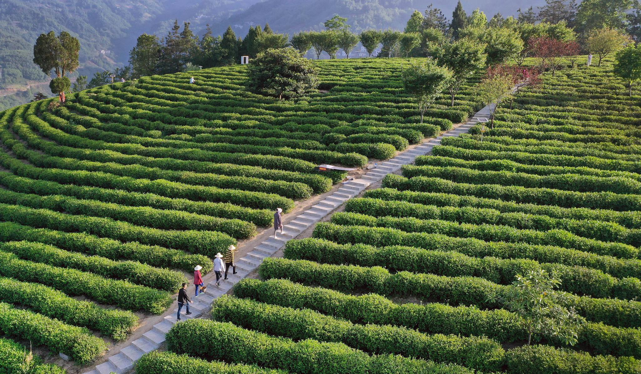 茶农在安康市紫阳县向阳镇的紫阳富硒茶观光园采茶(5月9日摄,无人机