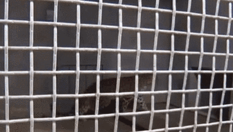 蛰伏17年 300亿只蝉将席卷美国休闲区蓝鸢梦想 - Www.slyday.coM